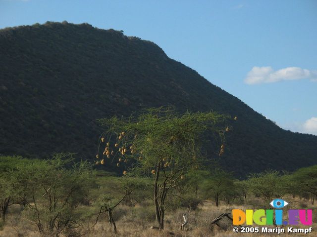 14253 Weaver bird nests